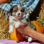 Amina-female-welsh-corgi-puppy-for-sale-1 (5)