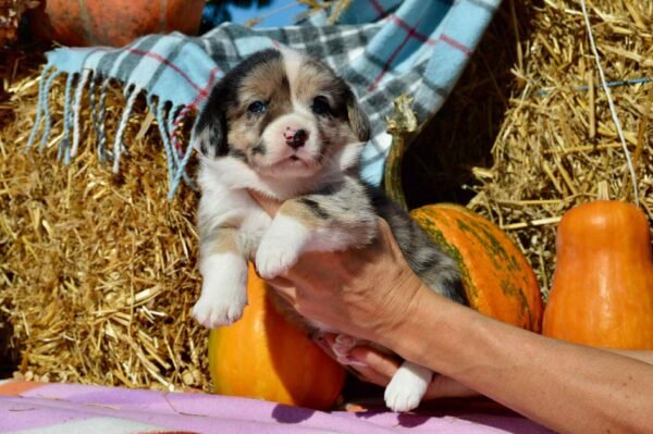 Amina Welsh Corgi Amina Welsh Corgi