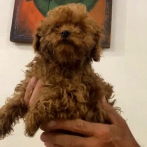 Amira Toy Poodle