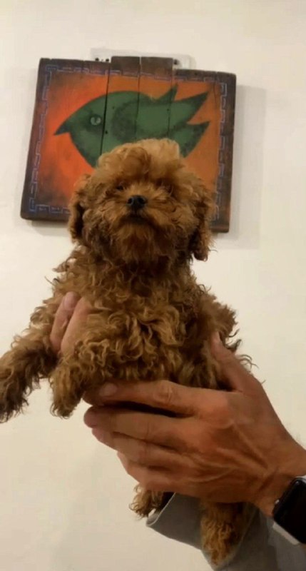 Amira Toy Poodle Amira Toy Poodle