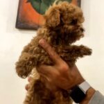 Amira-female-Toy-Poodle-puppy-for-sale-2