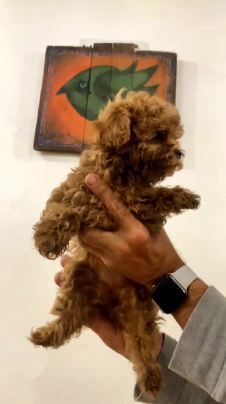 Amira Toy Poodle Amira Toy Poodle