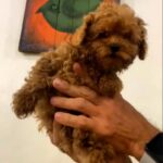 Amira-female-Toy-Poodle-puppy-for-sale-3