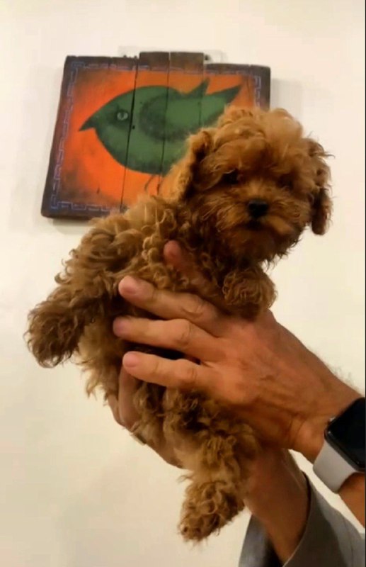 Amira Toy Poodle Amira Toy Poodle