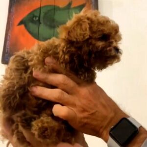 Amira Toy Poodle