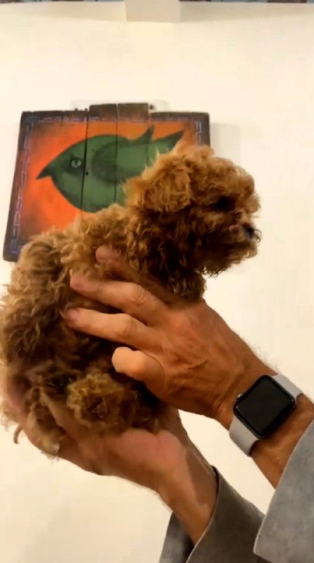 Amira Toy Poodle Amira Toy Poodle