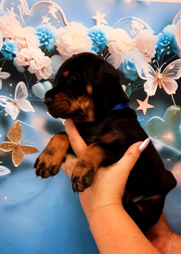 Archibald Dobermann Archibald Dobermann