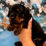 Archibald-male-doberman-puppy-for-sale-1 (2)