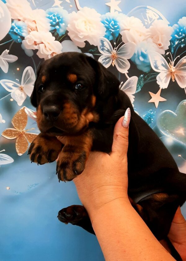 Archibald Dobermann Archibald Dobermann