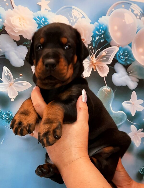 Archibald Dobermann Archibald Dobermann