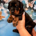 Archibald-male-doberman-puppy-for-sale-1 (4)