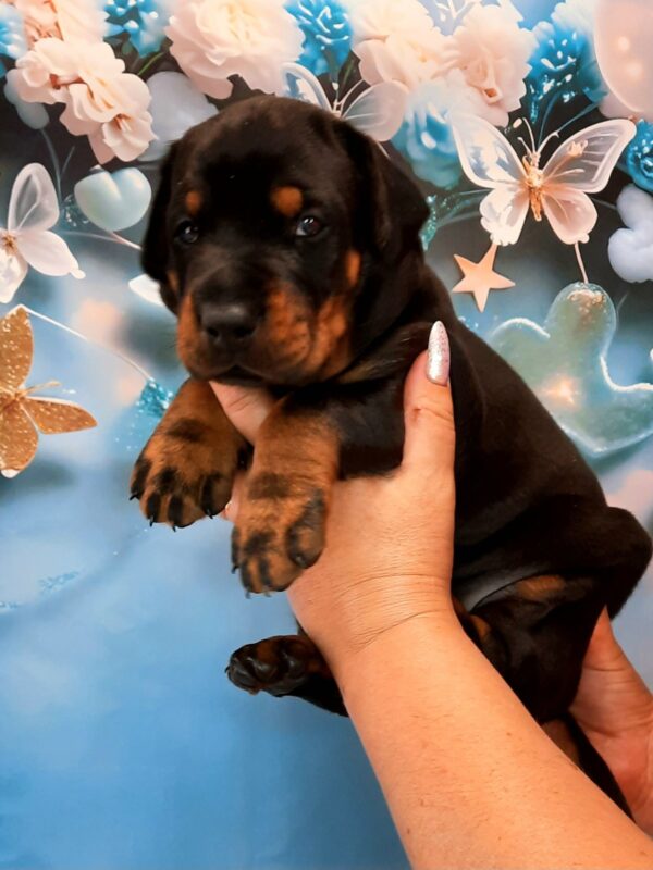 Archibald Dobermann Archibald Dobermann