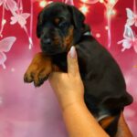 Arleta-female-doberman-puppy-for-sale-1 (1)