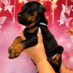 Arleta-female-doberman-puppy-for-sale-1 (2)