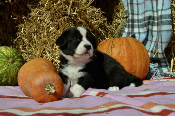 Arleta Welsh Corgi Arleta Welsh Corgi