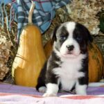 Arleta-female-welsh-corgi-puppy-for-sale-1 (2)