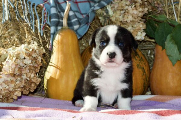 Arleta Welsh Corgi Arleta Welsh Corgi