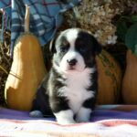 Arleta-female-welsh-corgi-puppy-for-sale-1 (3)