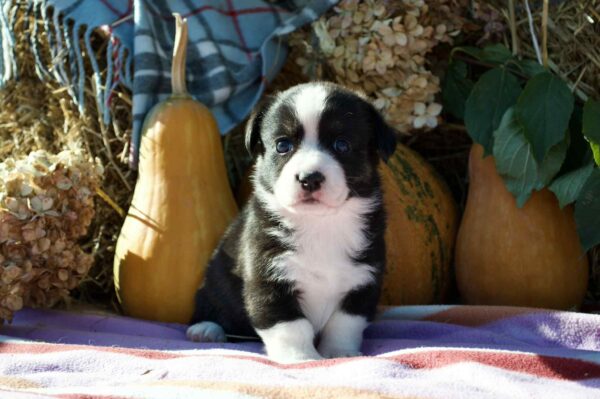 Arleta Welsh Corgi Arleta Welsh Corgi