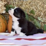 Arleta-female-welsh-corgi-puppy-for-sale-1 (4)