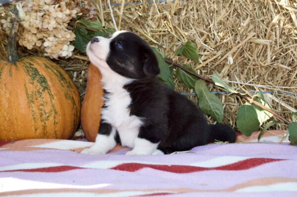 Arleta Welsh Corgi Arleta Welsh Corgi