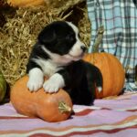 Arleta-female-welsh-corgi-puppy-for-sale-1 (5)