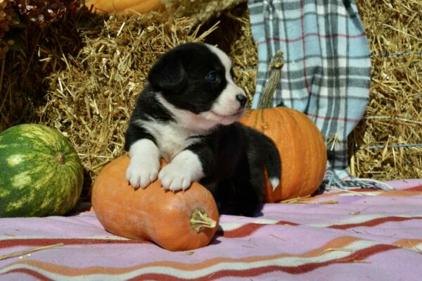 Arleta Welsh Corgi Arleta Welsh Corgi