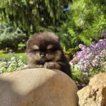 Armey-male-Pomeranian-puppy-for-sale-1