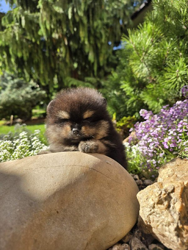 Armey Pomeranian Armey Pomeranian