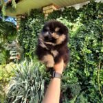 Armey-male-Pomeranian-puppy-for-sale-2