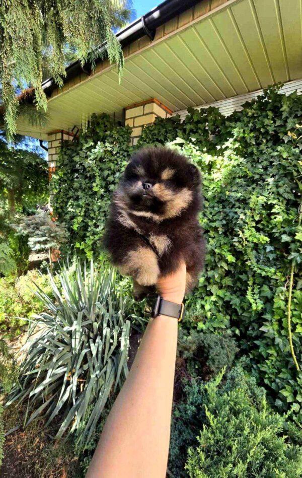 Armey Pomeranian Armey Pomeranian