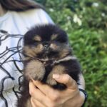Armey-male-Pomeranian-puppy-for-sale-3
