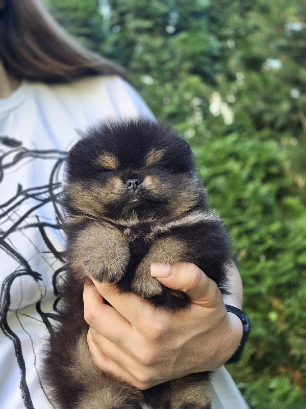 Armey Pomeranian Armey Pomeranian