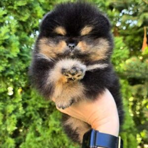 Armey Pomeranian