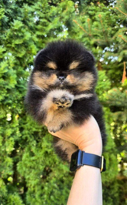 Armey Pomeranian Armey Pomeranian