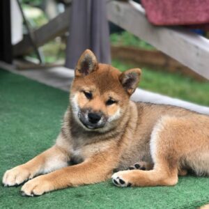 Asana Shiba Inu