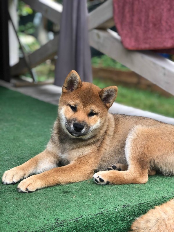 Asana Shiba Inu Asana Shiba Inu
