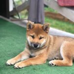 Asana-female-Shiba-Inu-puppy-for-sale-2