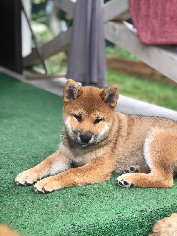Asana Shiba Inu Asana Shiba Inu