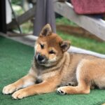 Asana-female-Shiba-Inu-puppy-for-sale-3