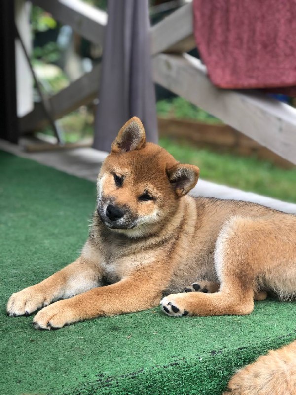 Asana Shiba Inu Asana Shiba Inu