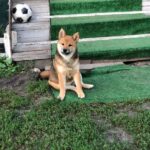 Asana-female-Shiba-Inu-puppy-for-sale-4
