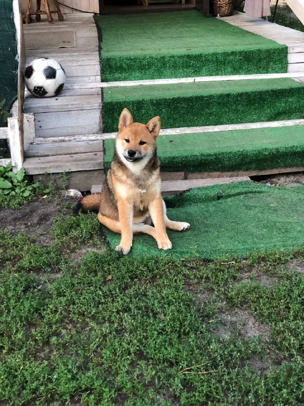 Asana Shiba Inu Asana Shiba Inu