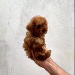 Asola-female-Toy-Poodle-puppy-for-sale-1