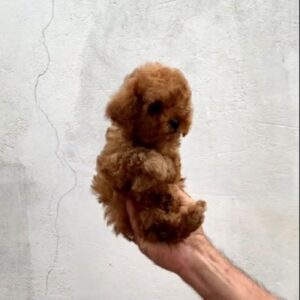 Asola Toy Poodle
