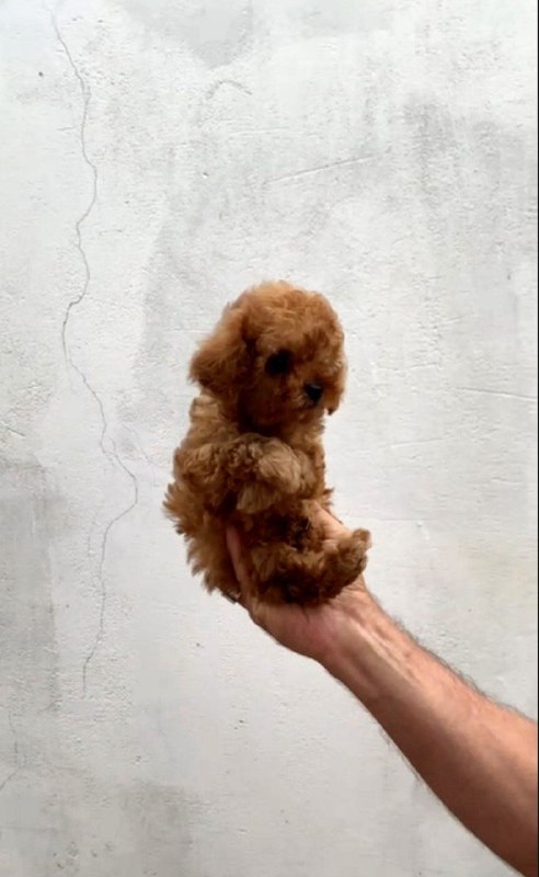Asola Toy Poodle