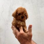 Amira Toy Poodle