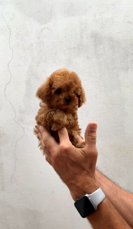 Asola Toy Poodle