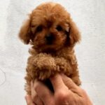 Asola-female-Toy-Poodle-puppy-for-sale-3