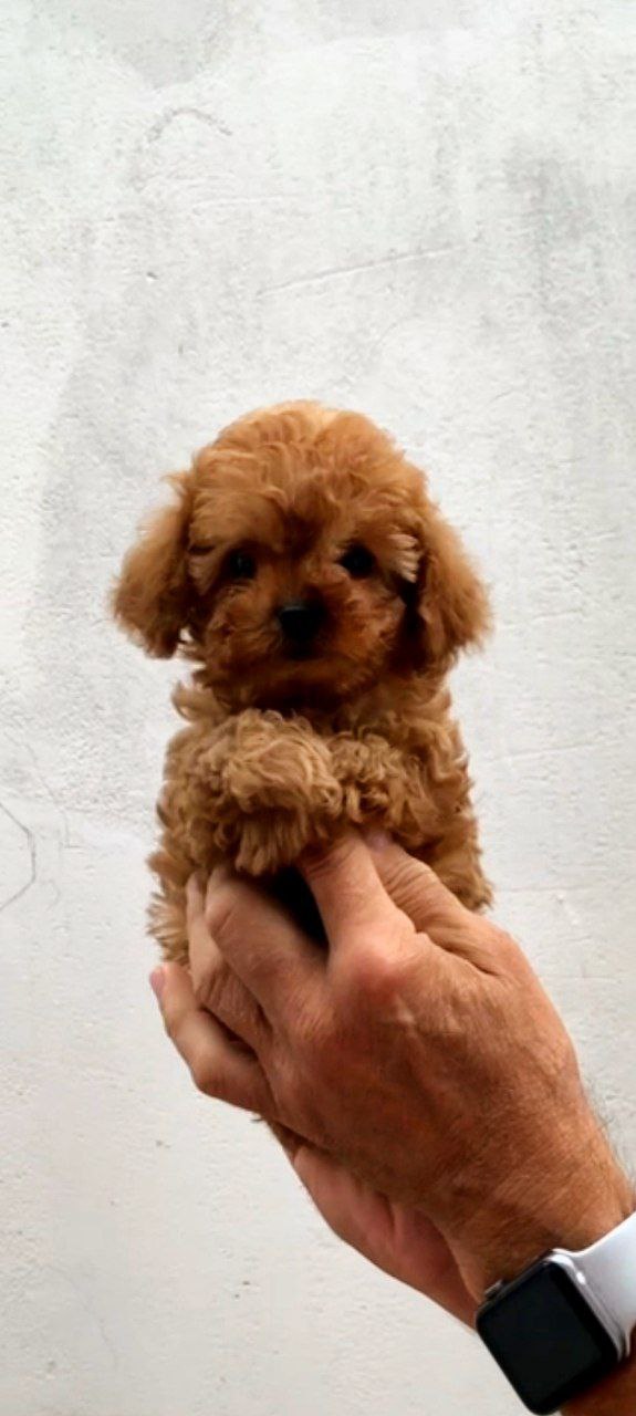 Asola Toy Poodle
